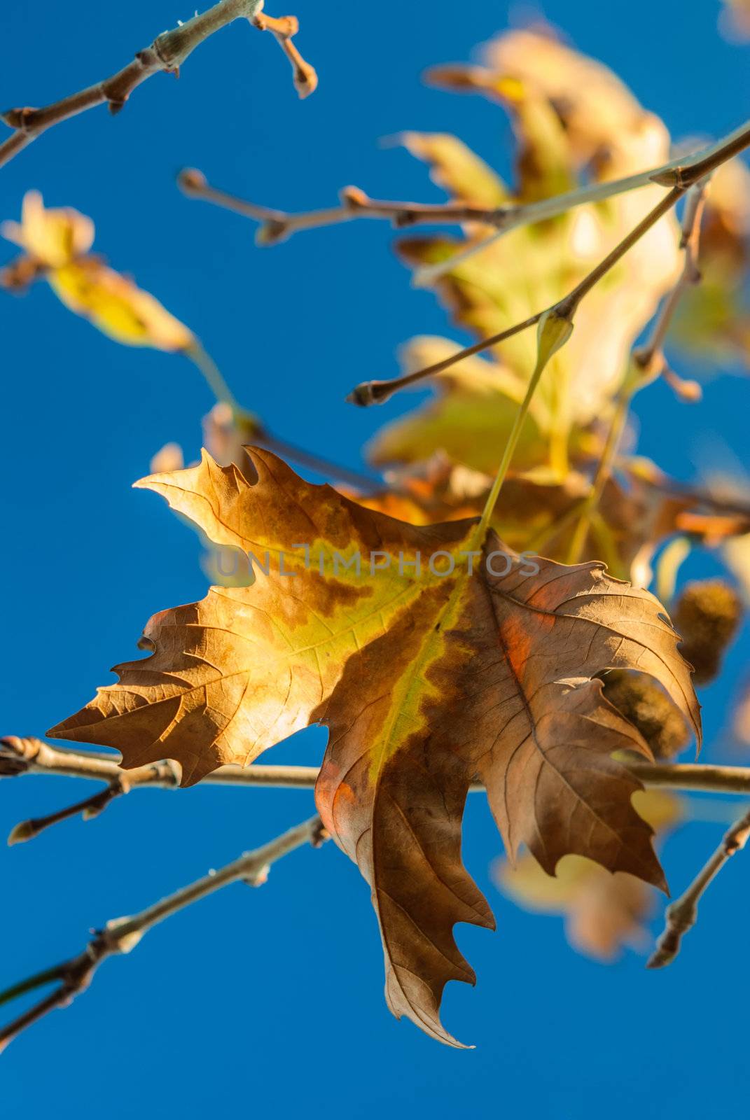 Yellow autumn leaves on a maple tree against blue sky