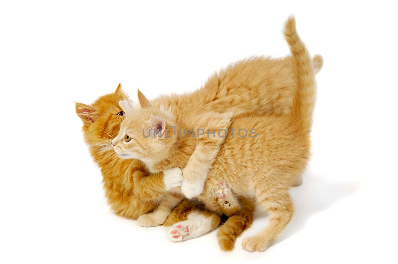 Sweet kittens are fighting and playing on a white background.