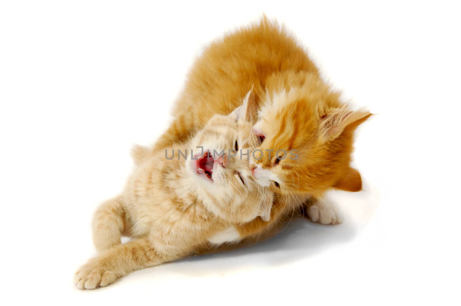 Sweet kittens are fighting and playing on a white background.