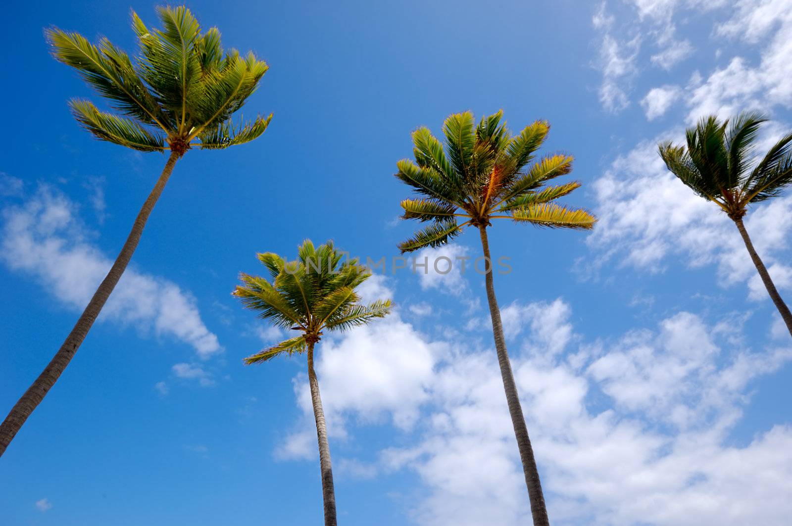 Palms and a blue and cloudy sky.