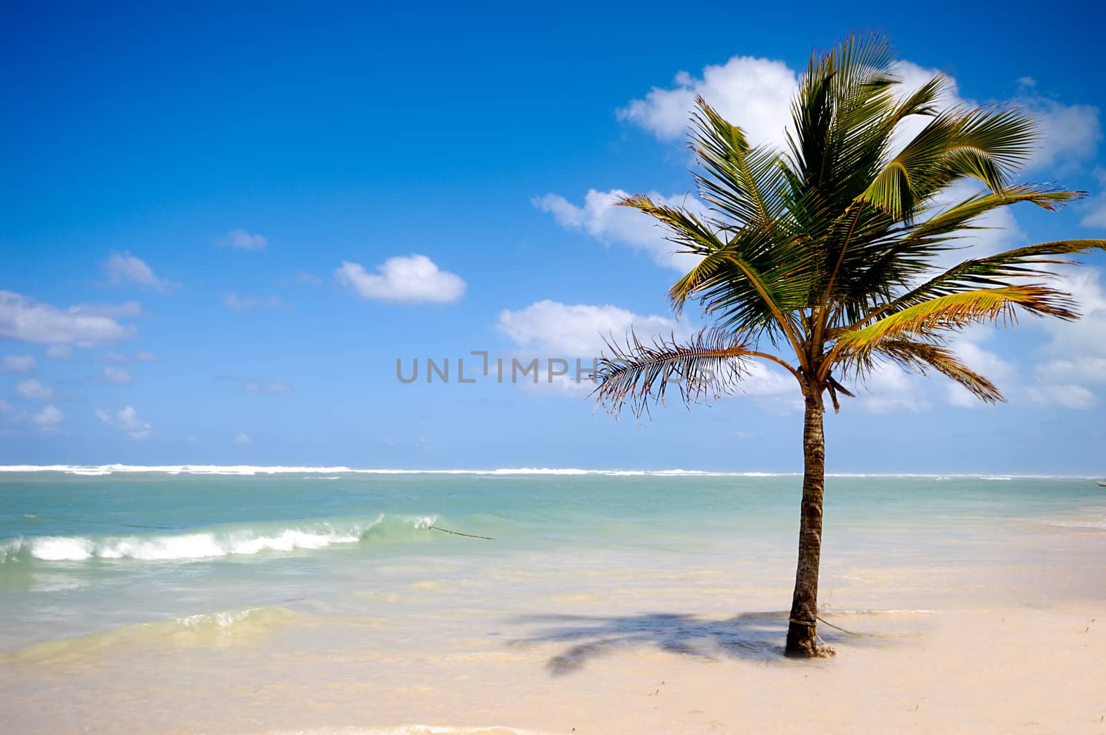 A single palm on an exotic beach.