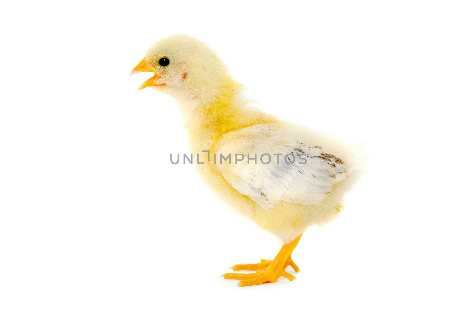 Sweet baby chicken is standing on a clean white background.