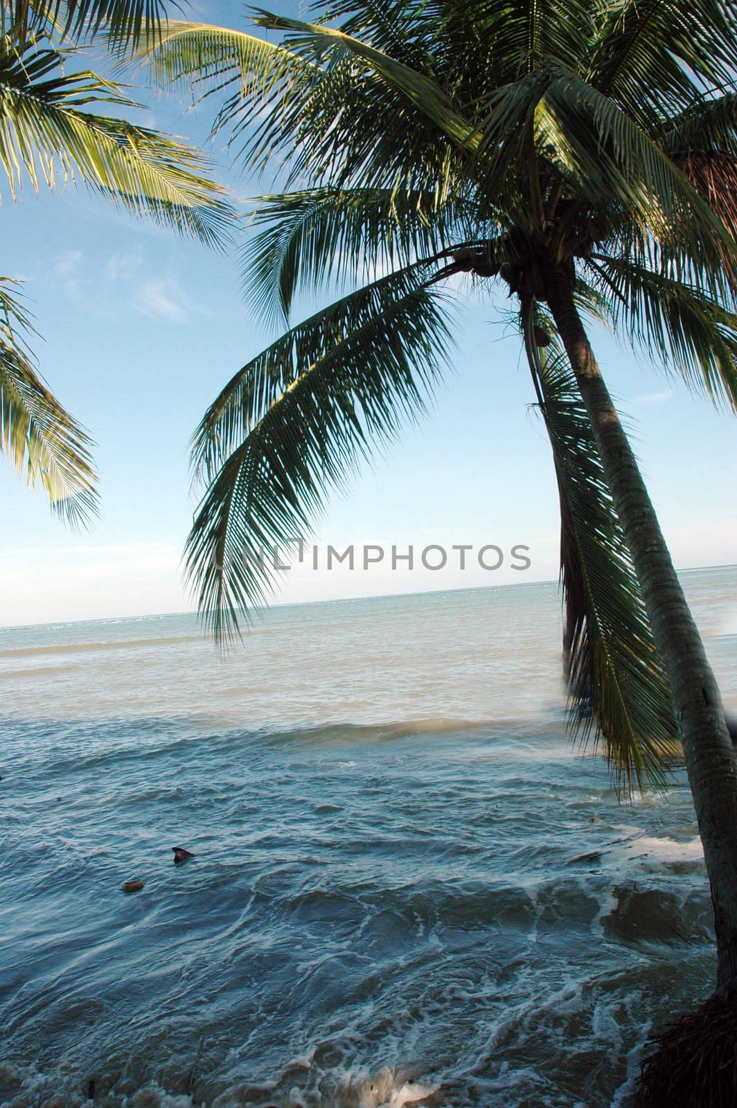 beach with palm trees frame by antonihalim