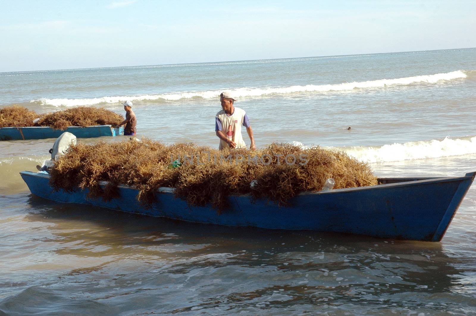 Tarakan, East Borneo -Indonesia - December 2011 : seaweed fisherman activities at the Amal beach Tarakan Indonesia on December 10, 2011