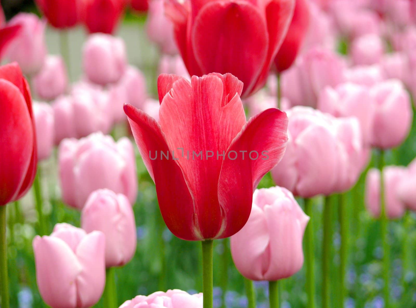 Many fresh bloom pink tulips in spring day by Stoyanov