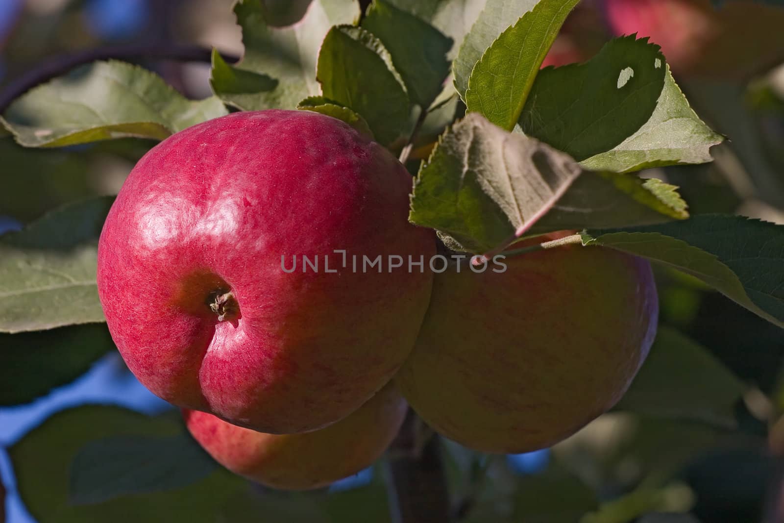 Red ripe apples on green branches of an apple-tree