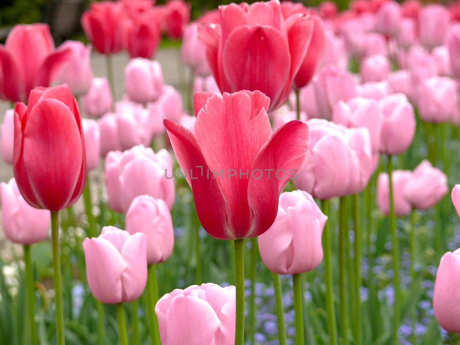 Many fresh bloom pink tulips in spring day