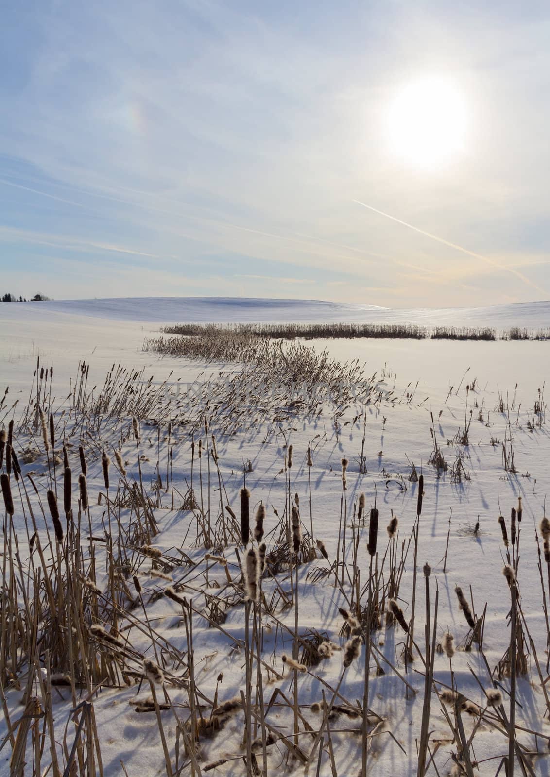 winter landscape with reed by aleksaskv