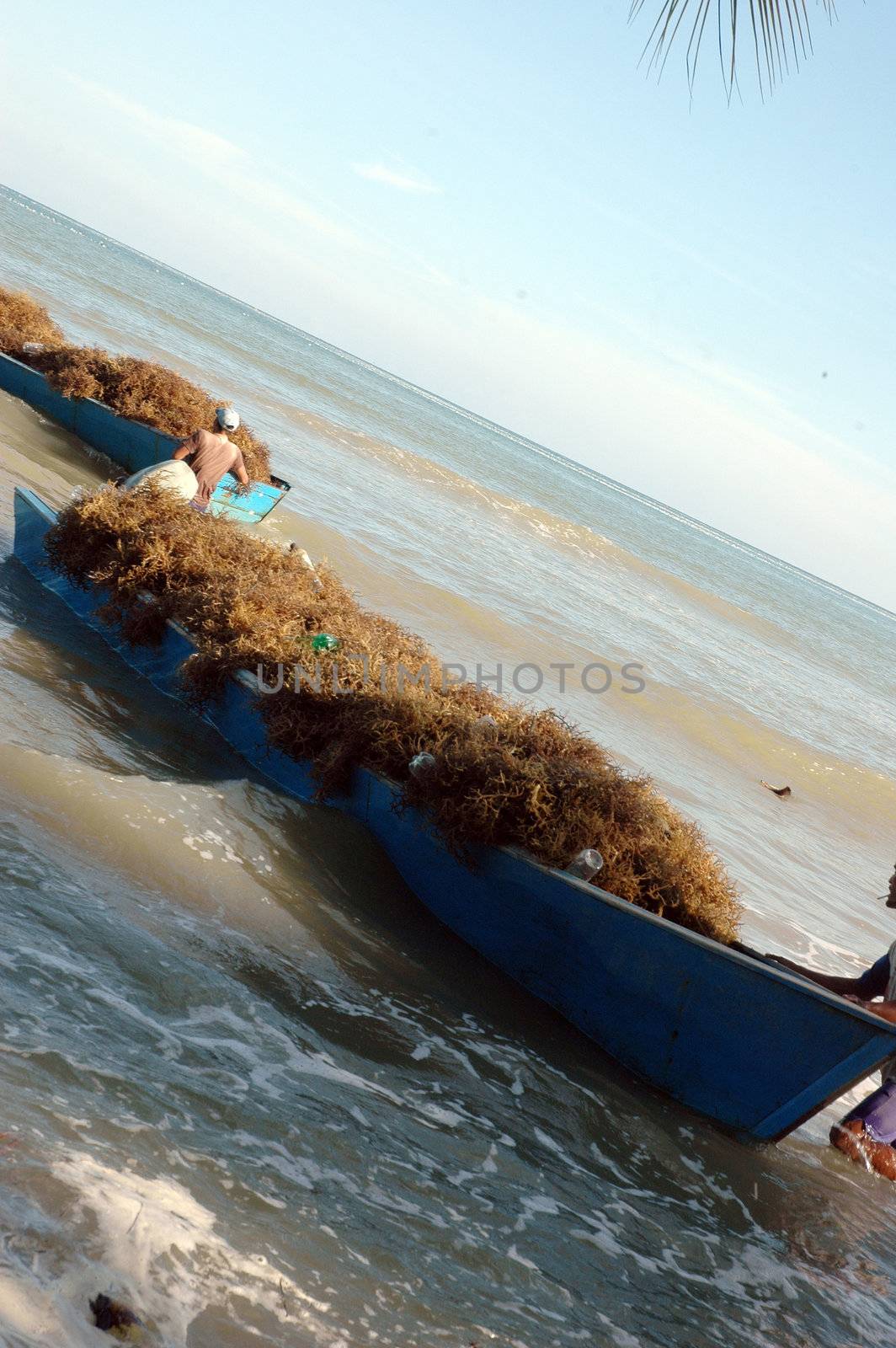 Seaweed fisherman activities at the Amal beach Tarakan Indonesia 
