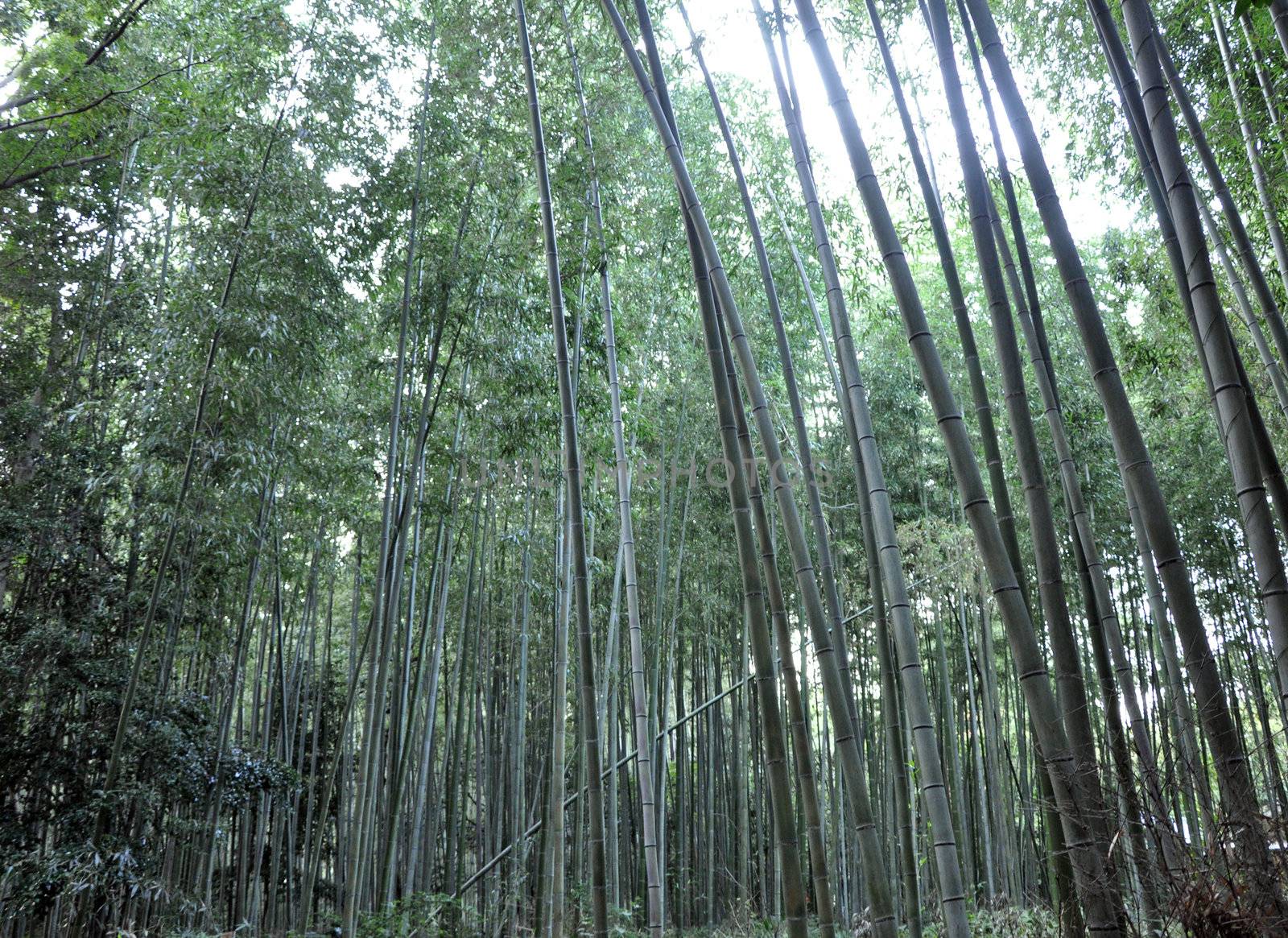 Famous bamboo grove at Arashiyama, Kyoto - Japan