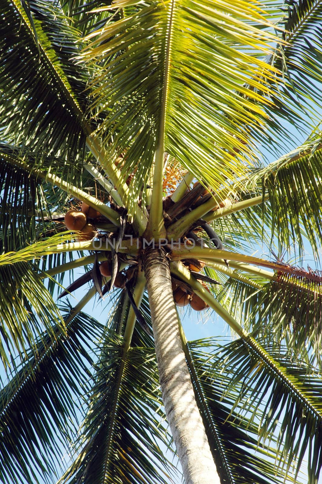 palm trees seen from below