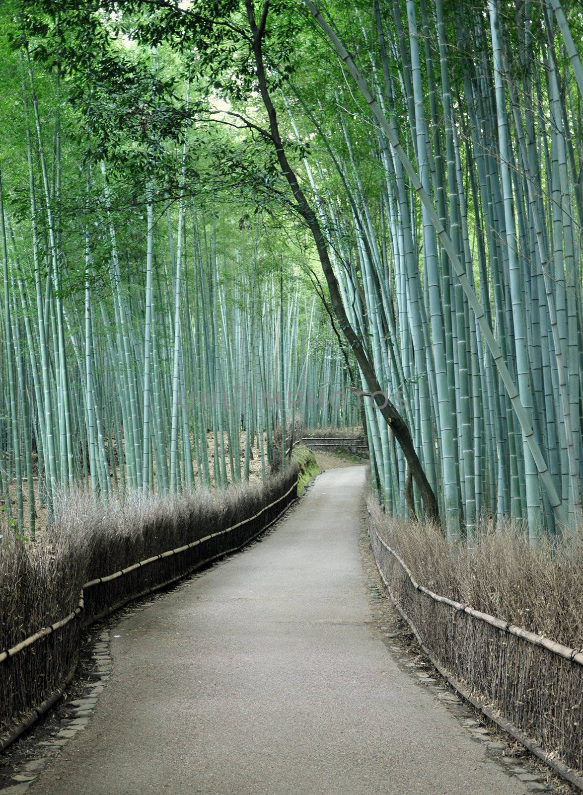 Famous bamboo grove at Arashiyama, Kyoto - Japan by siraanamwong