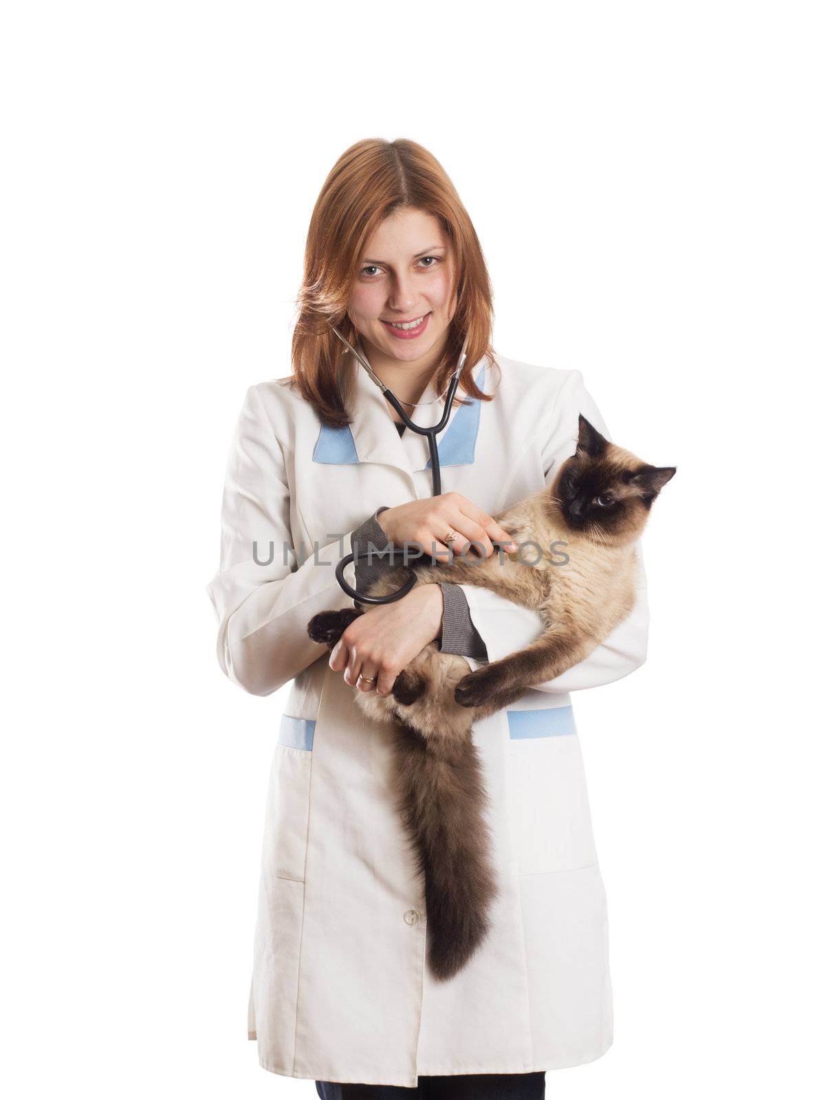 veterinarian inspects a Siamese cat on a white background isolated