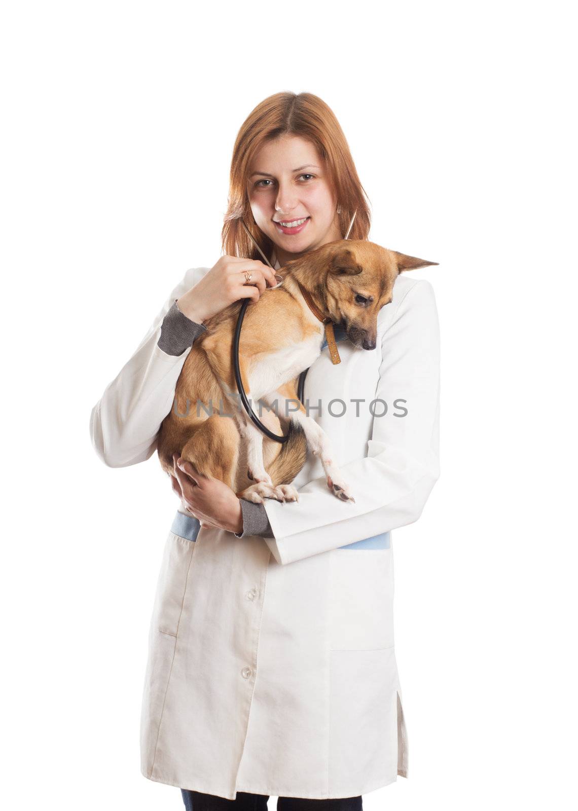 veterinarian diagnoses the puppy on a white background isolated