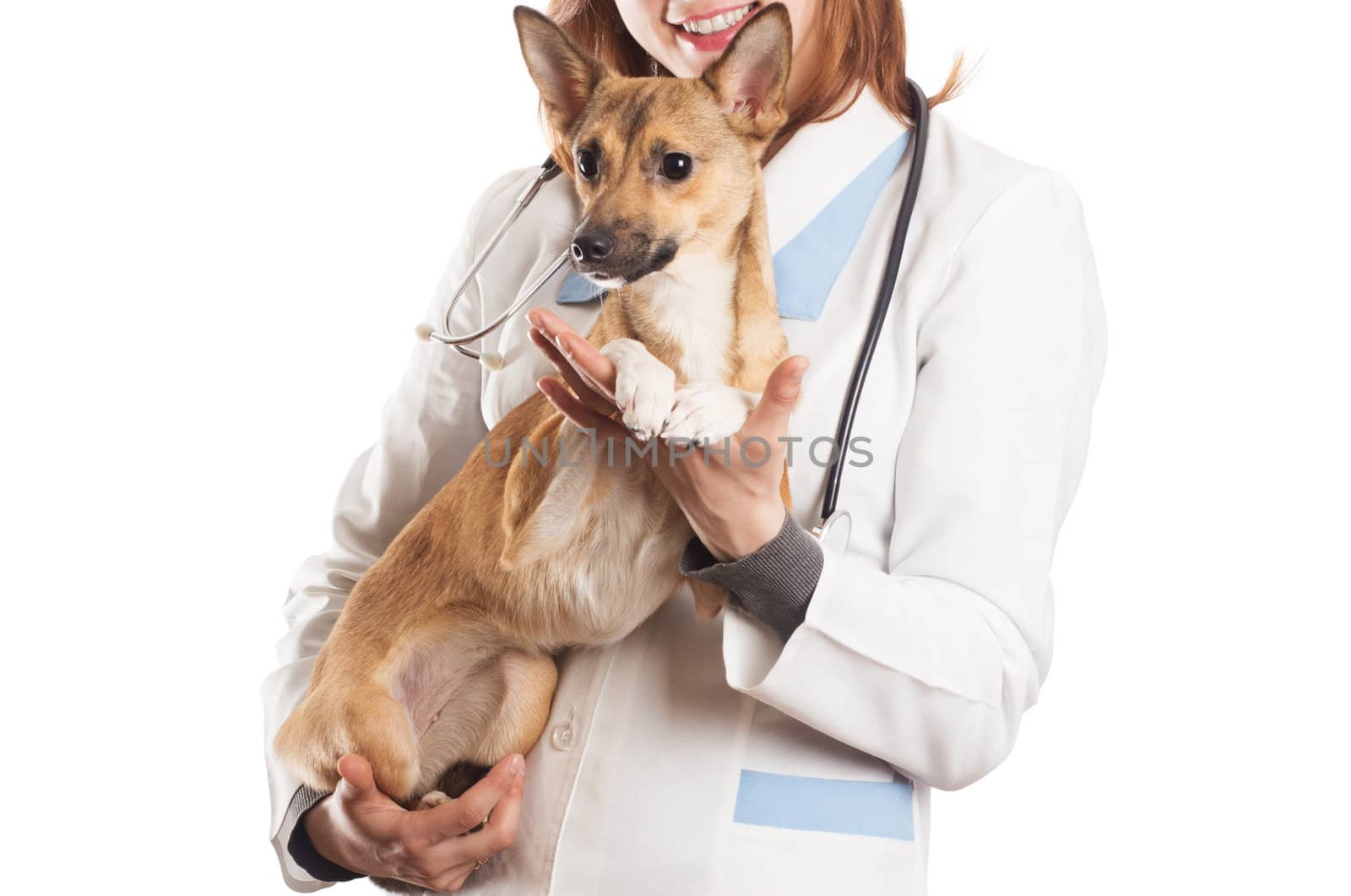 veterinarian with a dog  by gurin_oleksandr