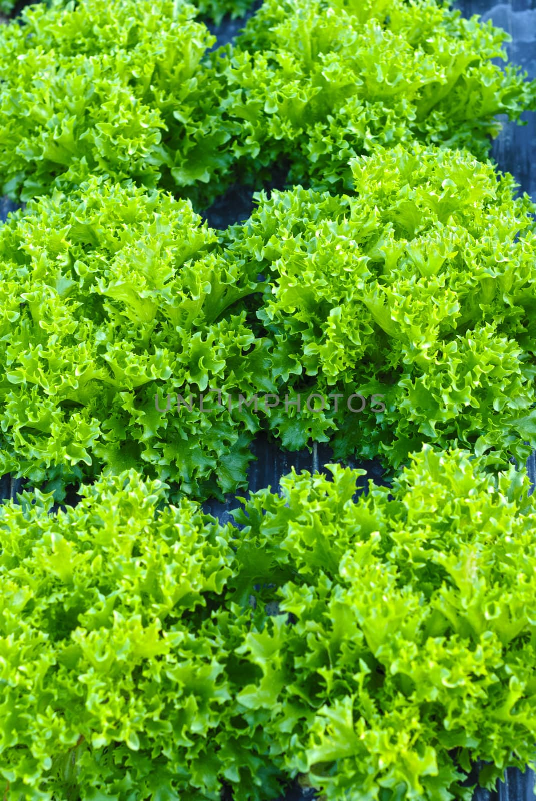 Fresh green growing leaf salad