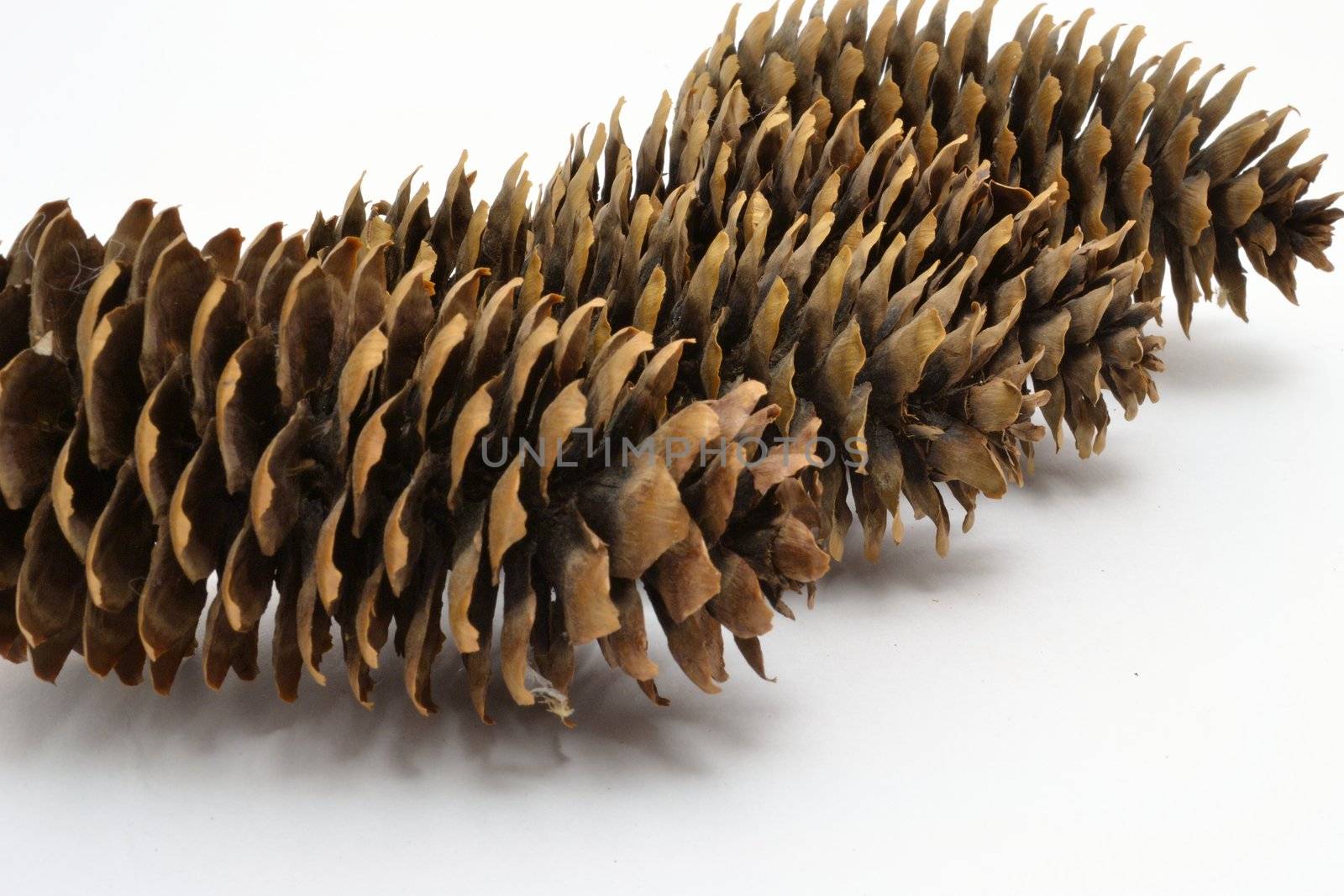 Four pine cones over white background