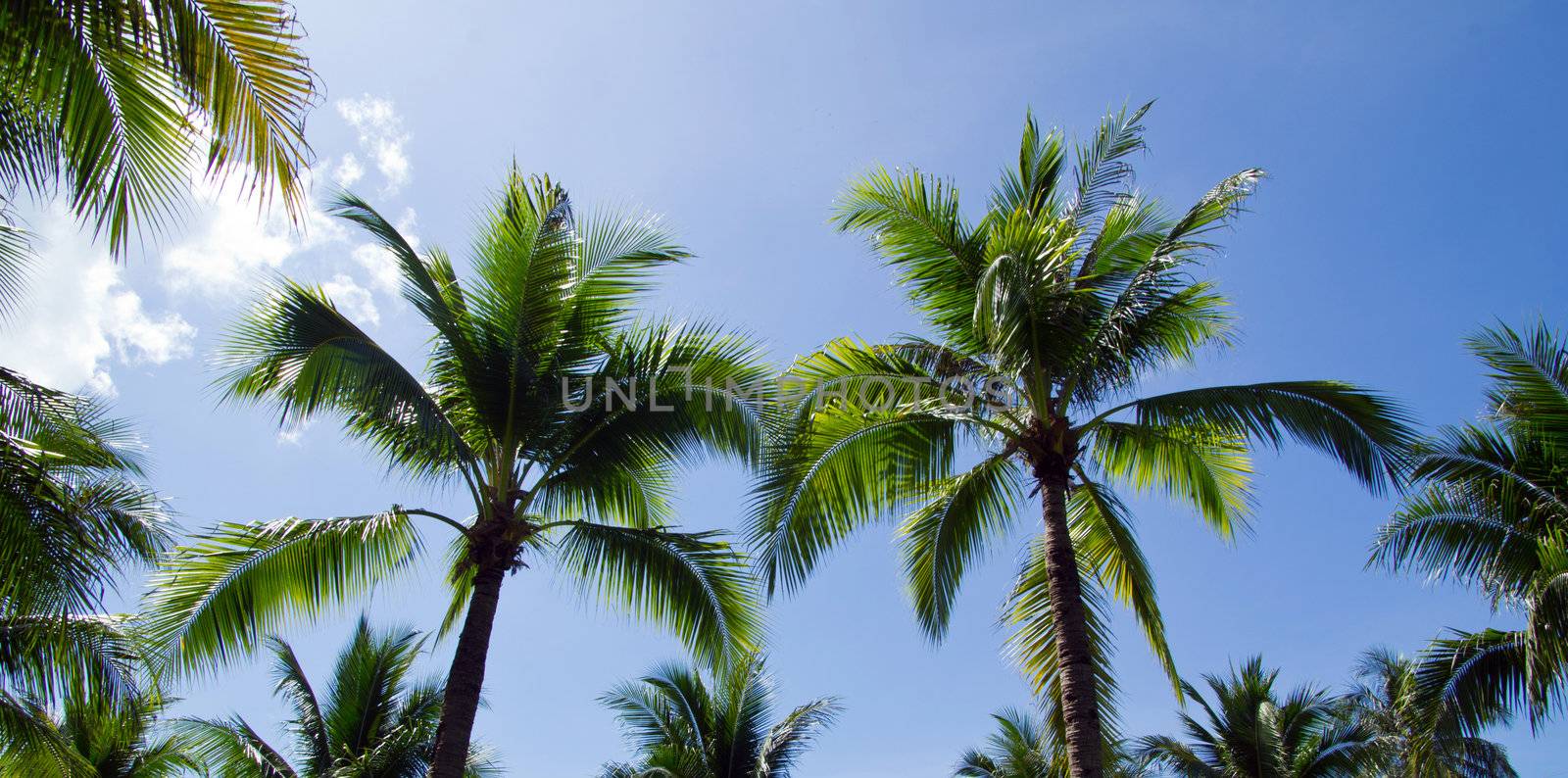 Green palm tree on blue sky background