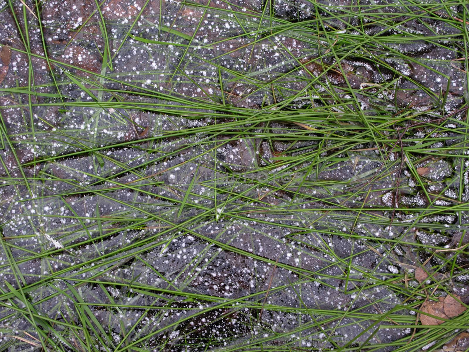 Texture of frozen puddle with green grass in winter forest