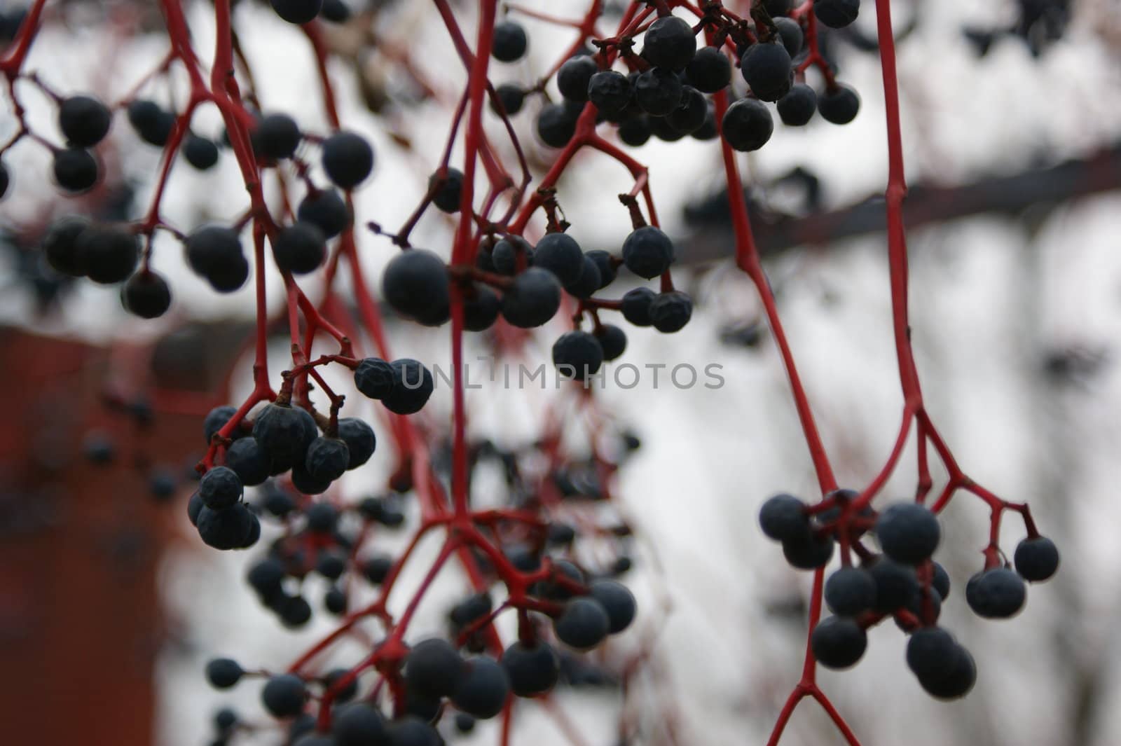 red grapes in the winter