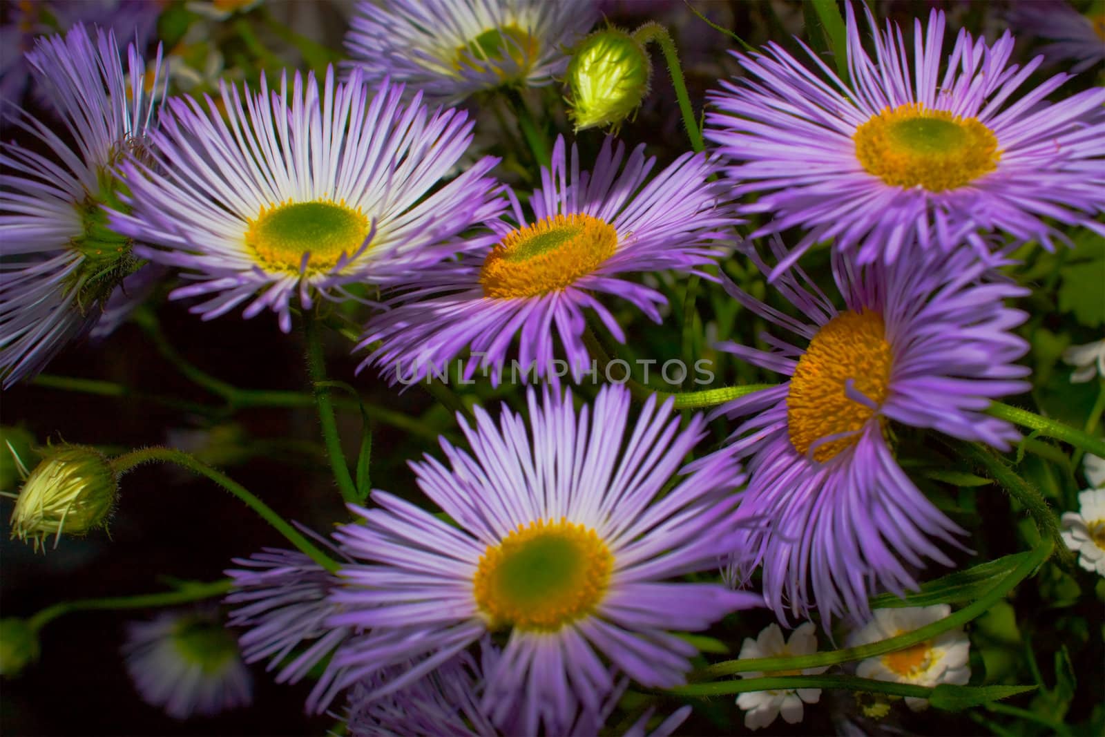 Beautiful bouquet from wild flowers close up