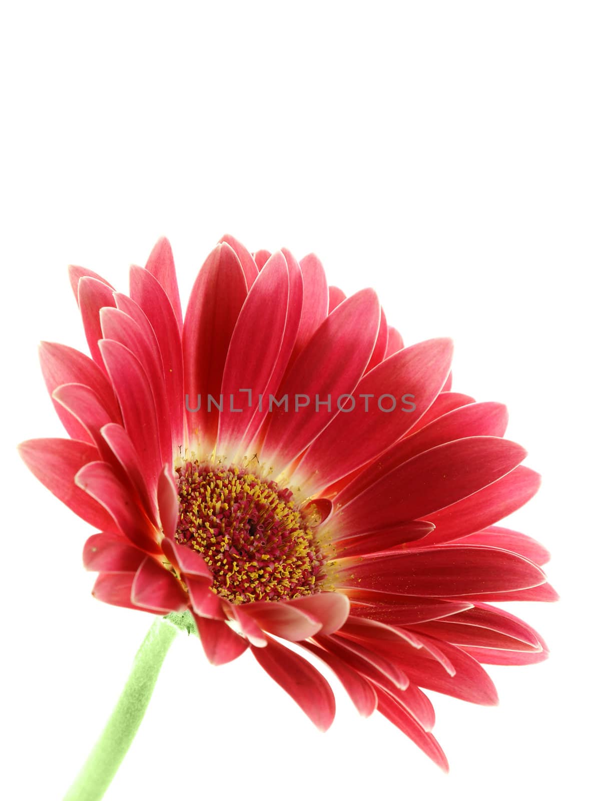 bright pink gerber daisy isolated over white background        