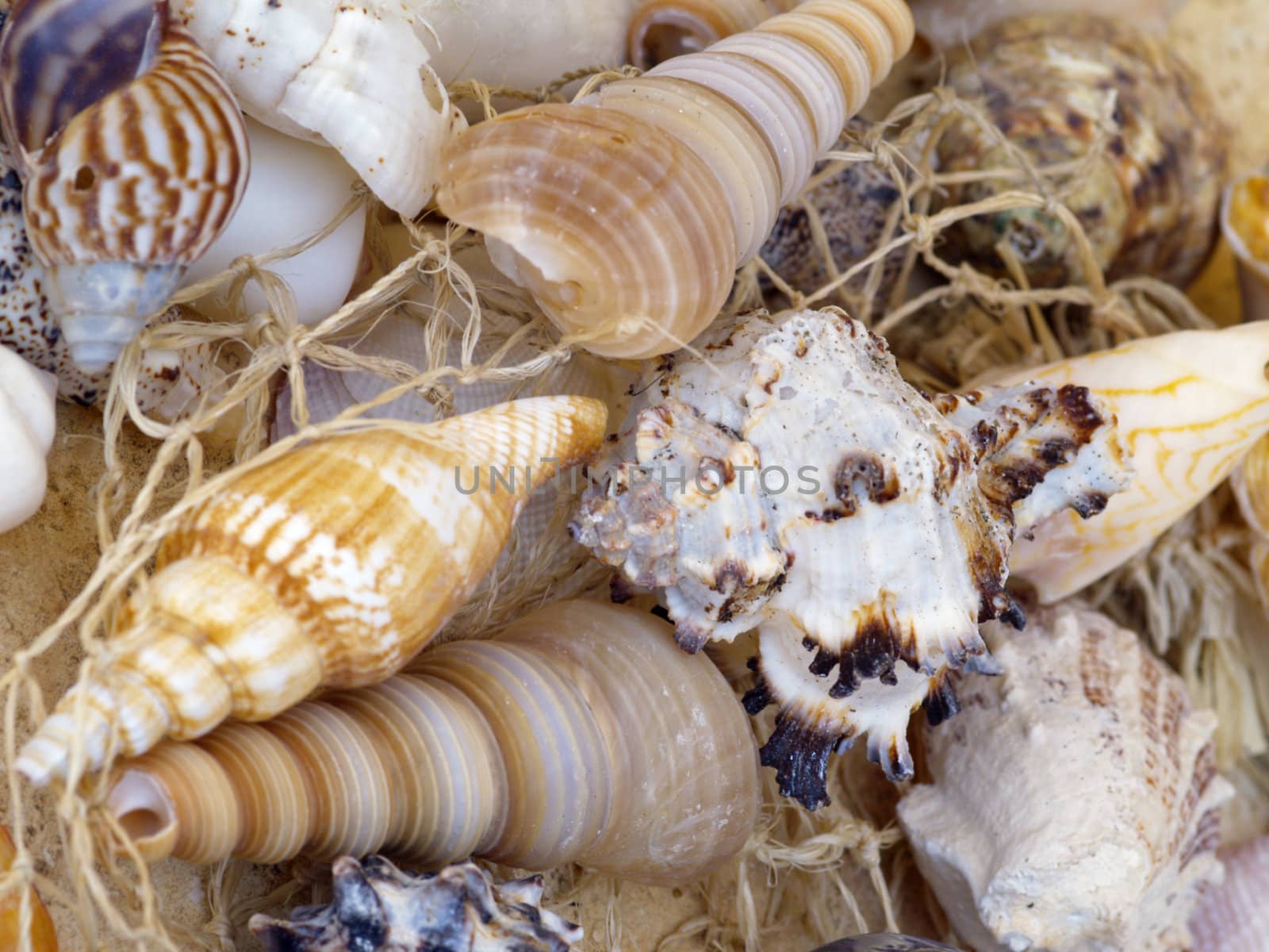 macro shot of snail shells a net
