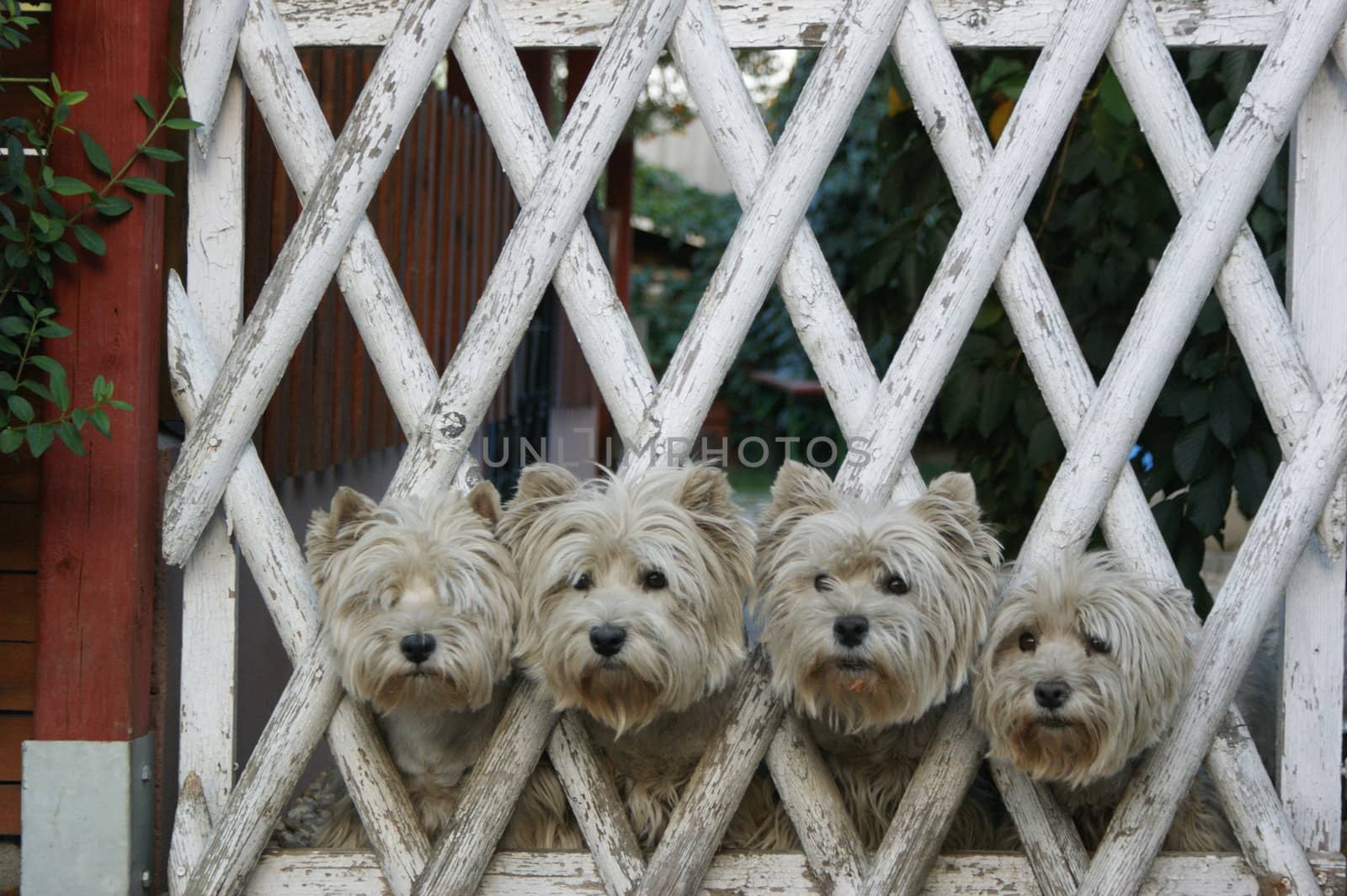four white dogs looking through fence