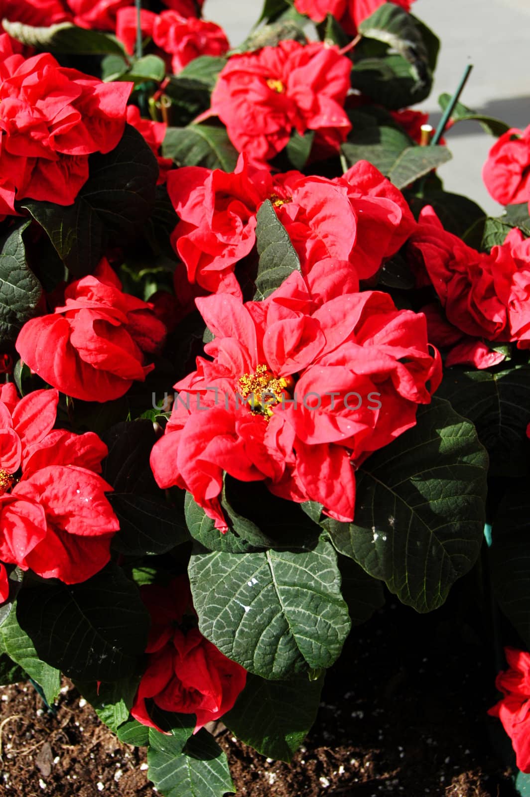 Red poinsettia plants by northwoodsphoto