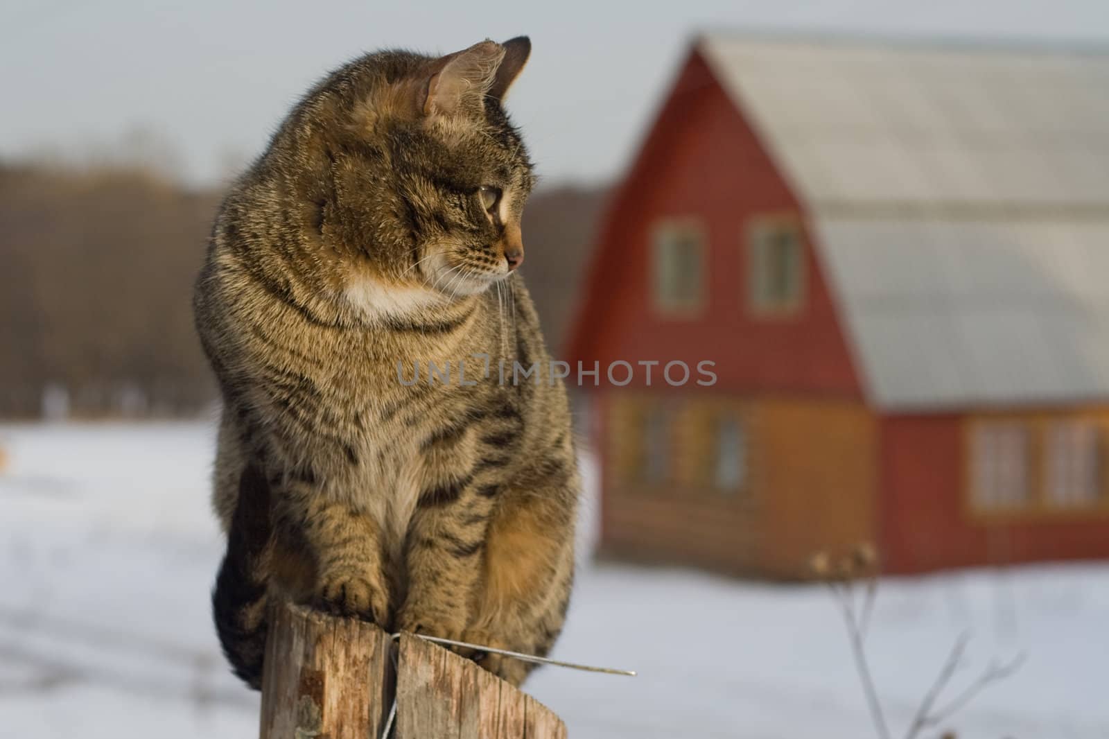 Grey tabby cat on a fence in winter in the country
