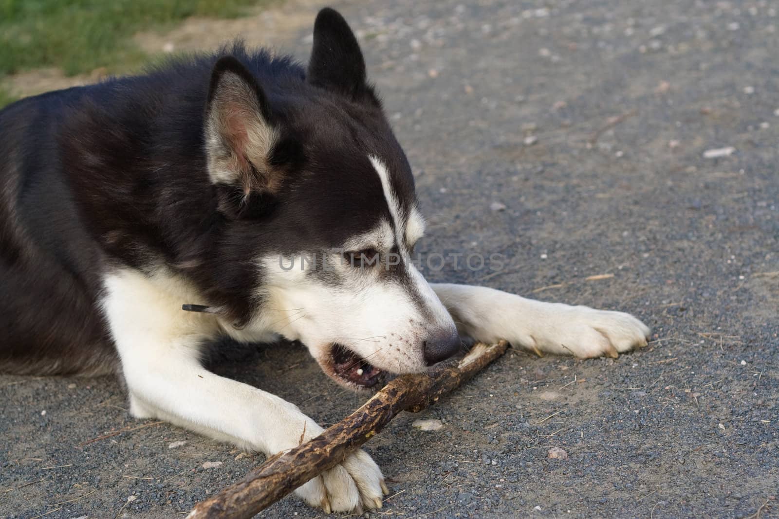 Lying black and white dog gnawing stick
