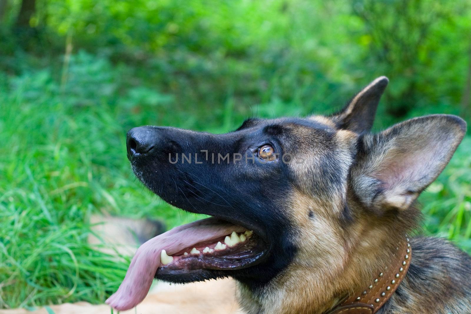 German shepherd looks at its master
