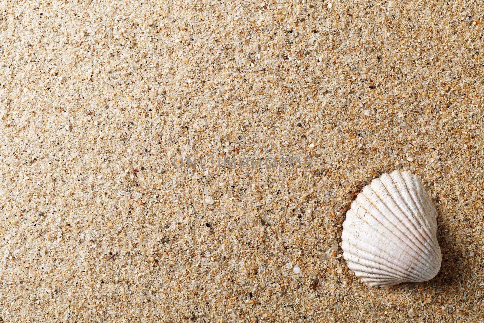 Sea shell on sand. Summer beach background with copy space. Top view. Macro shot