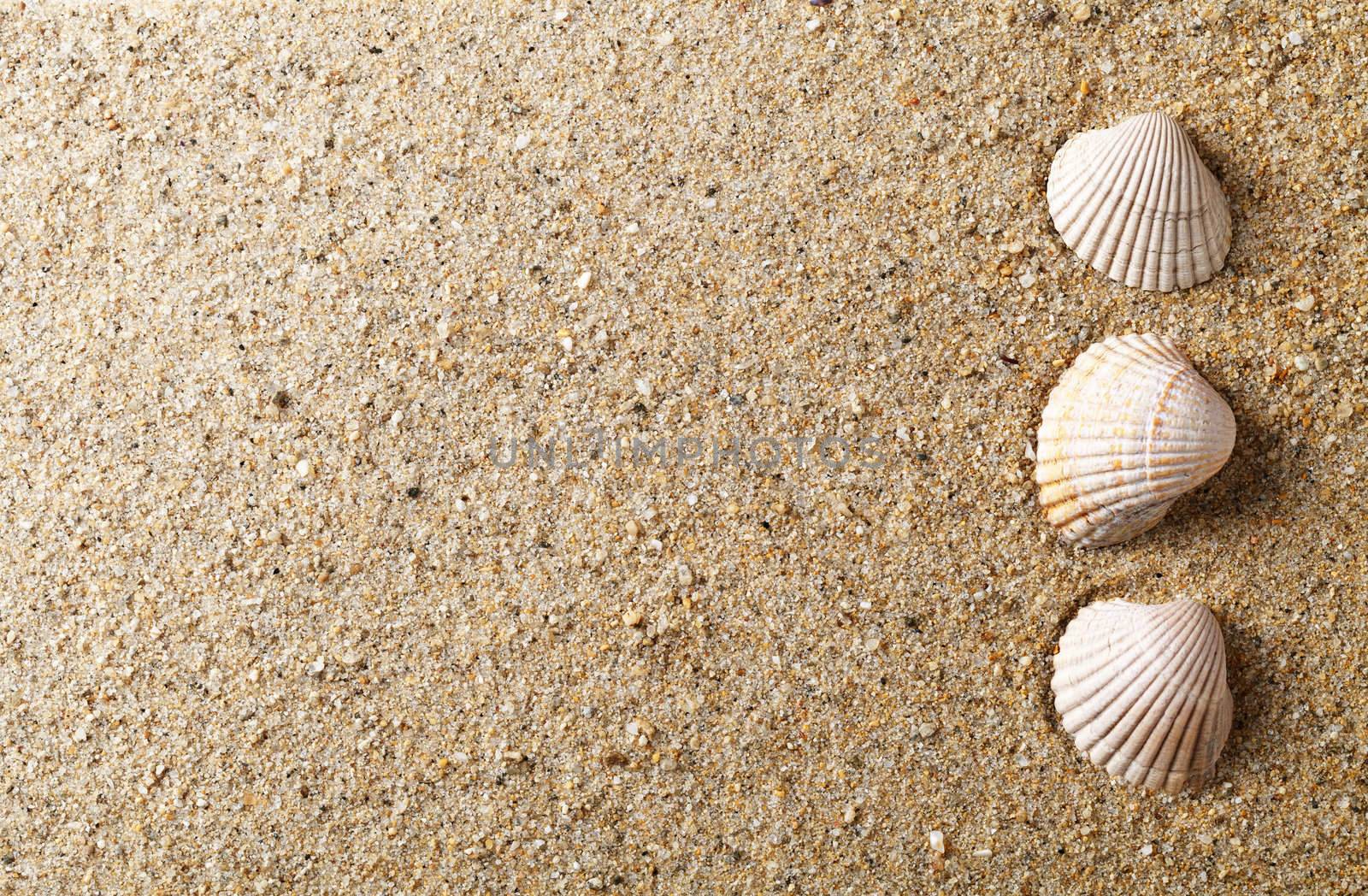 Sea shells on sand. Summer beach background with copy space. Top view
