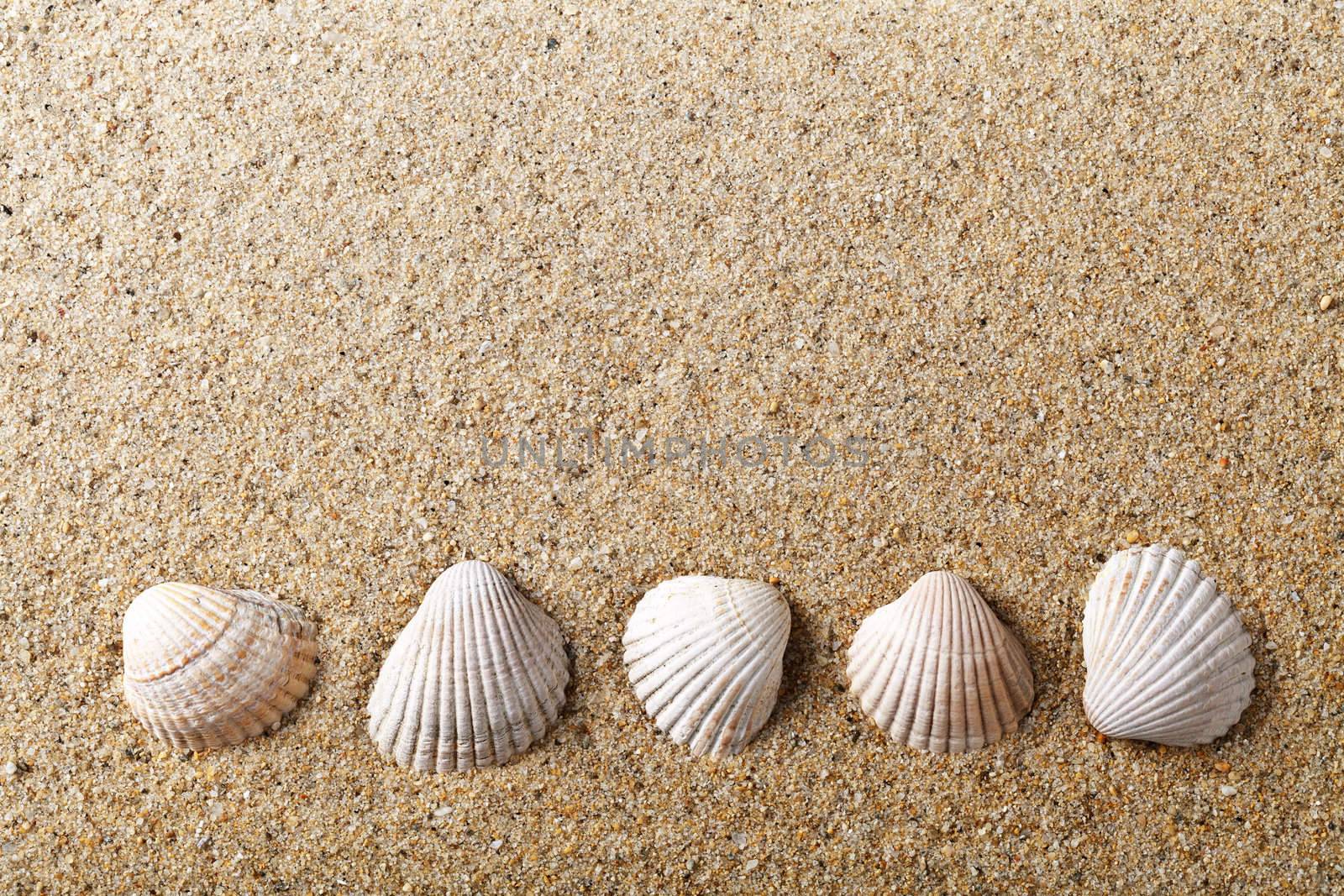 Sea shells on sand. Holiday beach background with empty room for text
