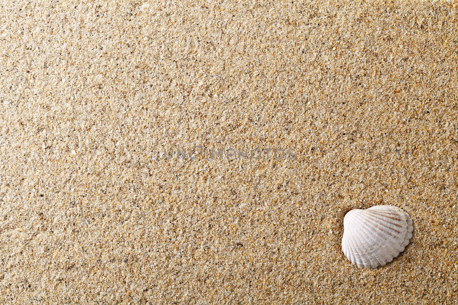 Sea shell on sand. Summer beach for background. Copy space 