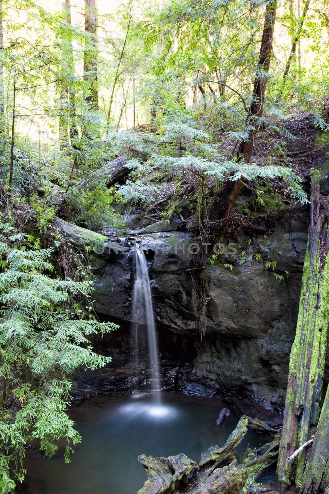 Semperveren Falls at Big Basin Redwoods Park, California by wolterk