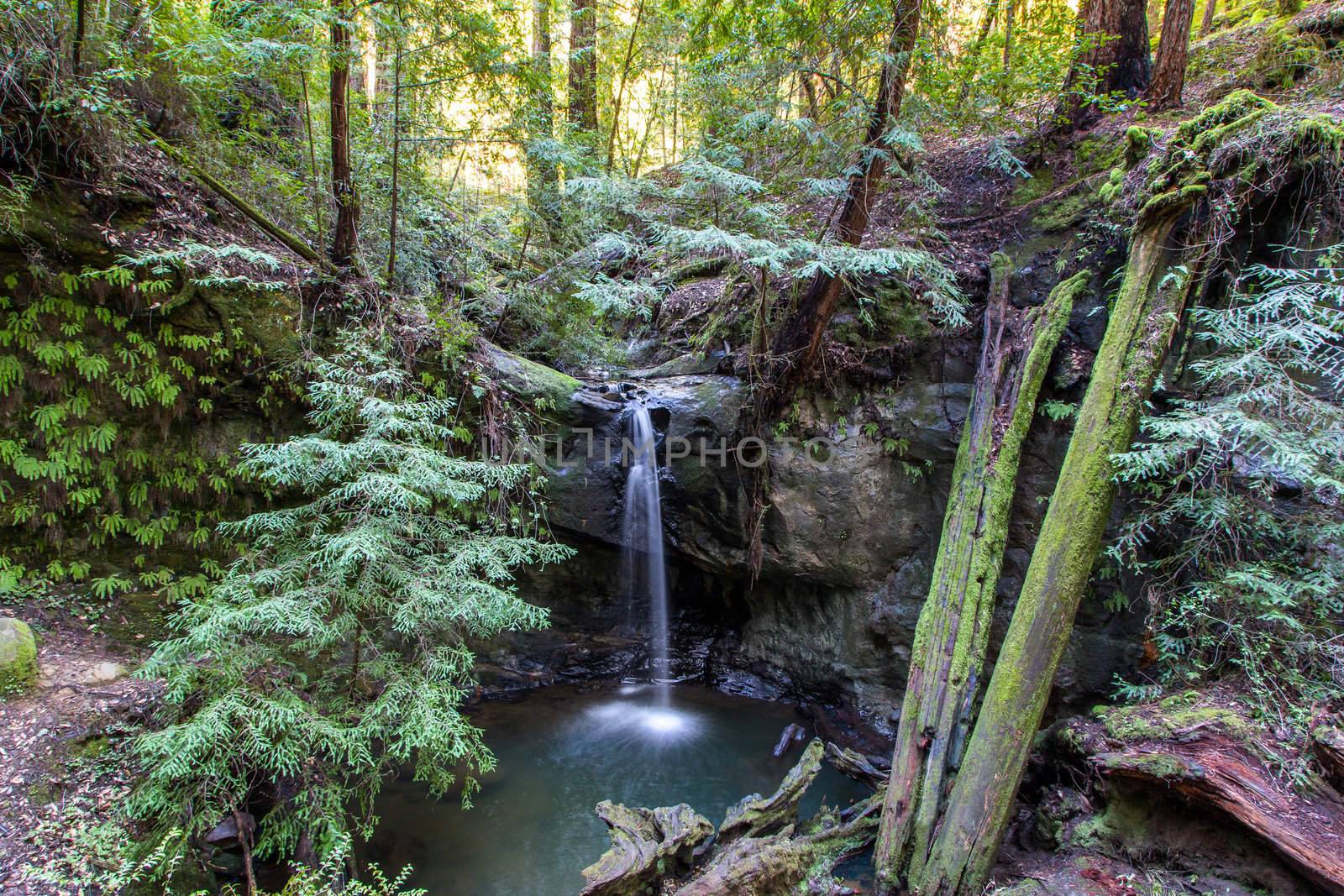 Tranquil Scene at Sempervirens Falls in Big Basin Redwoods State Park, California.