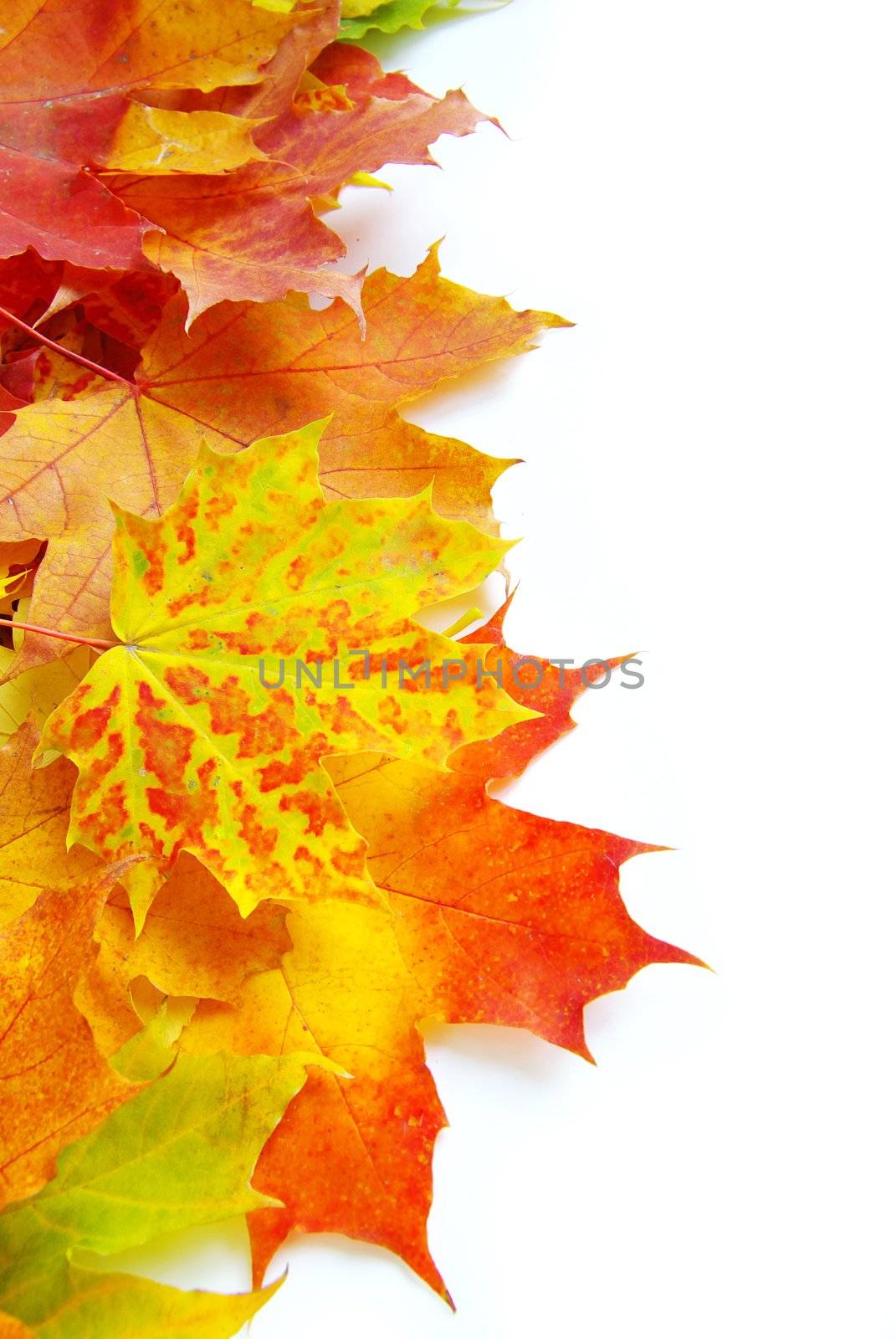 autumn maple leafs isolated on a white 