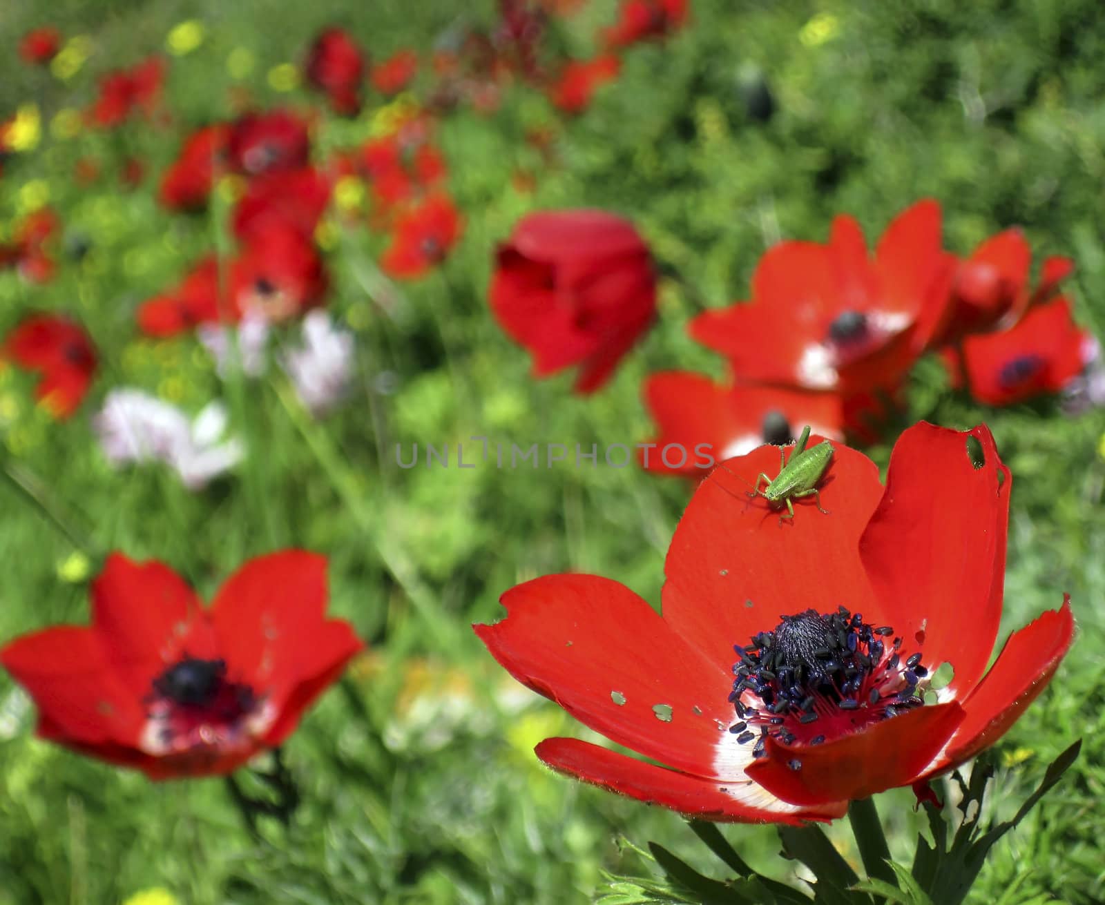 on the petal of wild red poppies sit green grasshopper