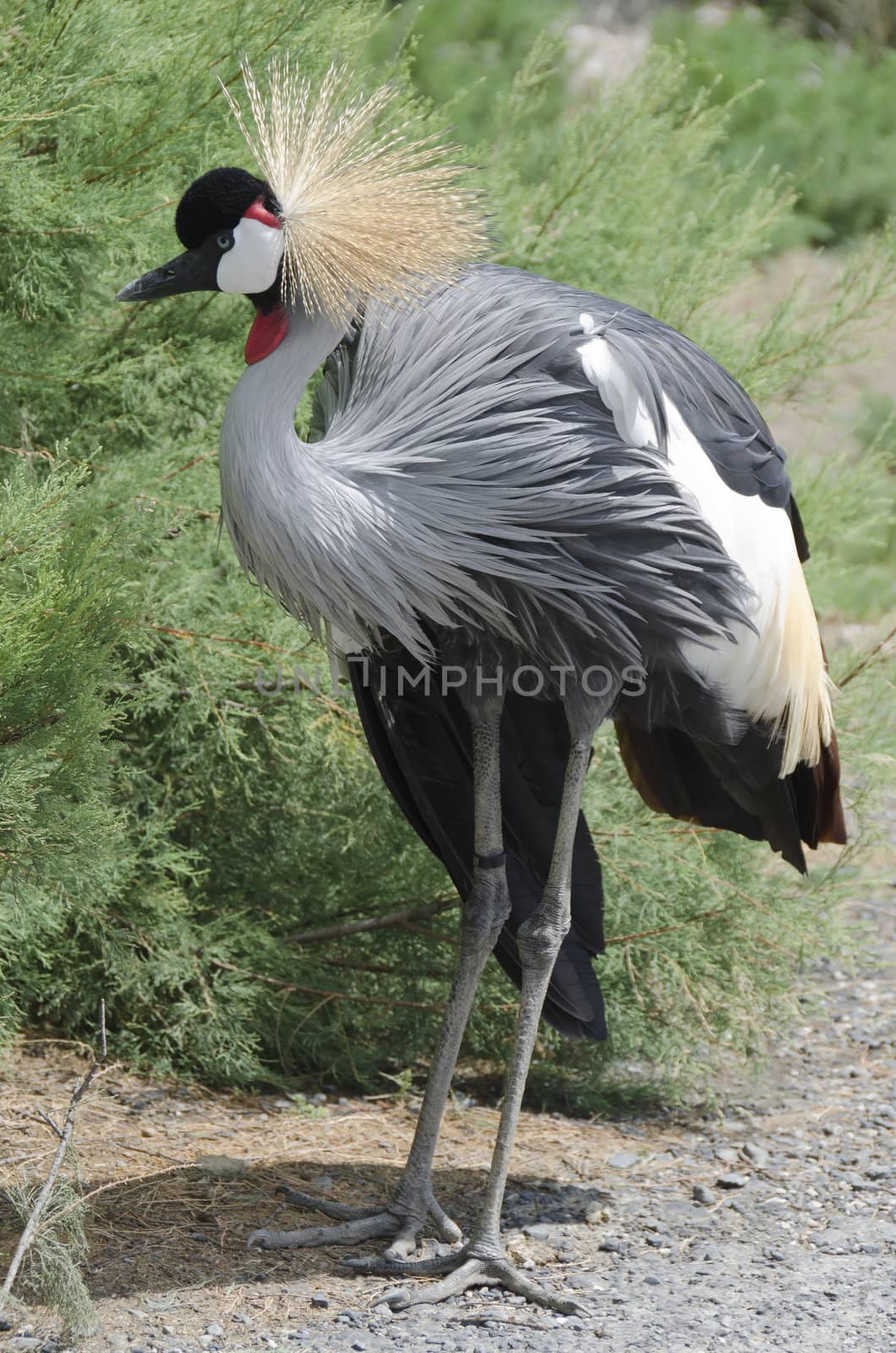 grey crowned crane posed