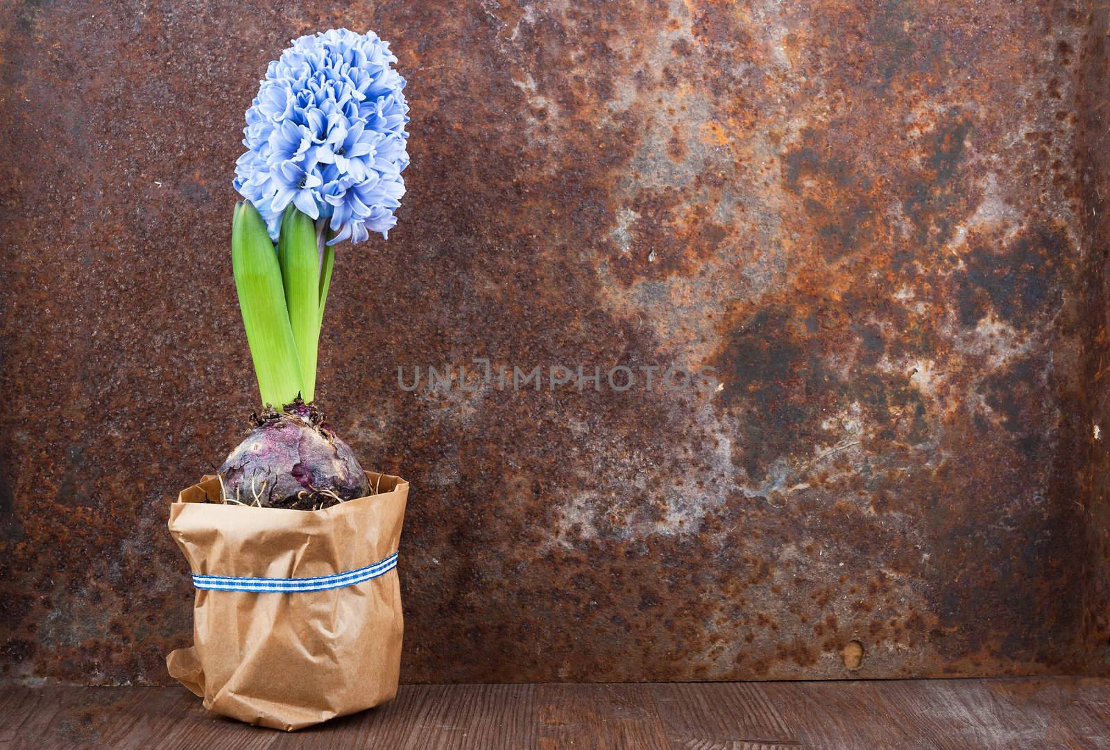 Hyacinth against old rusty iron background