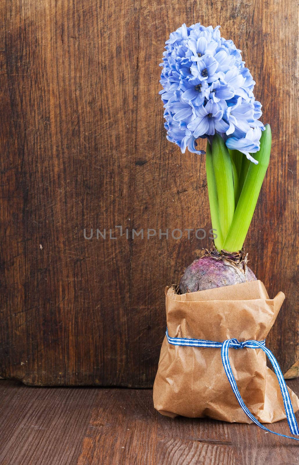 Hyacinth against the old wooden surface