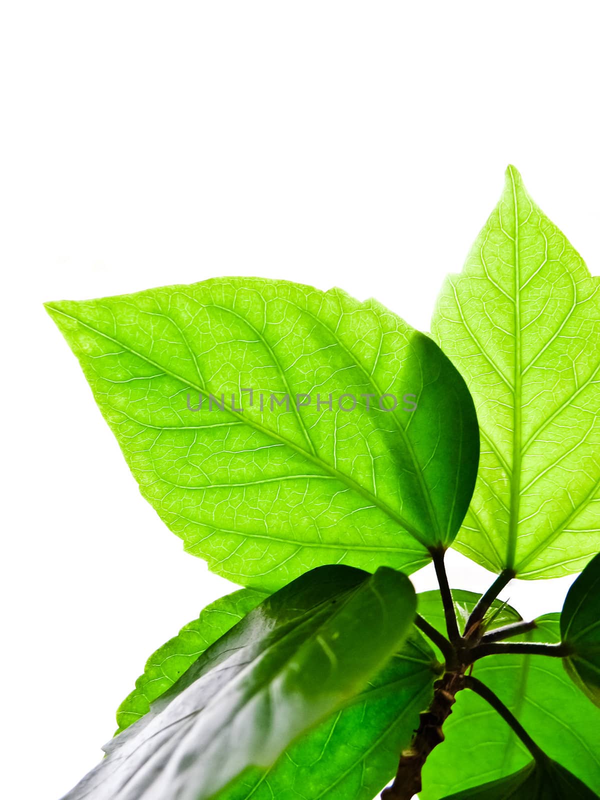 Branch with leaves isolated on a white