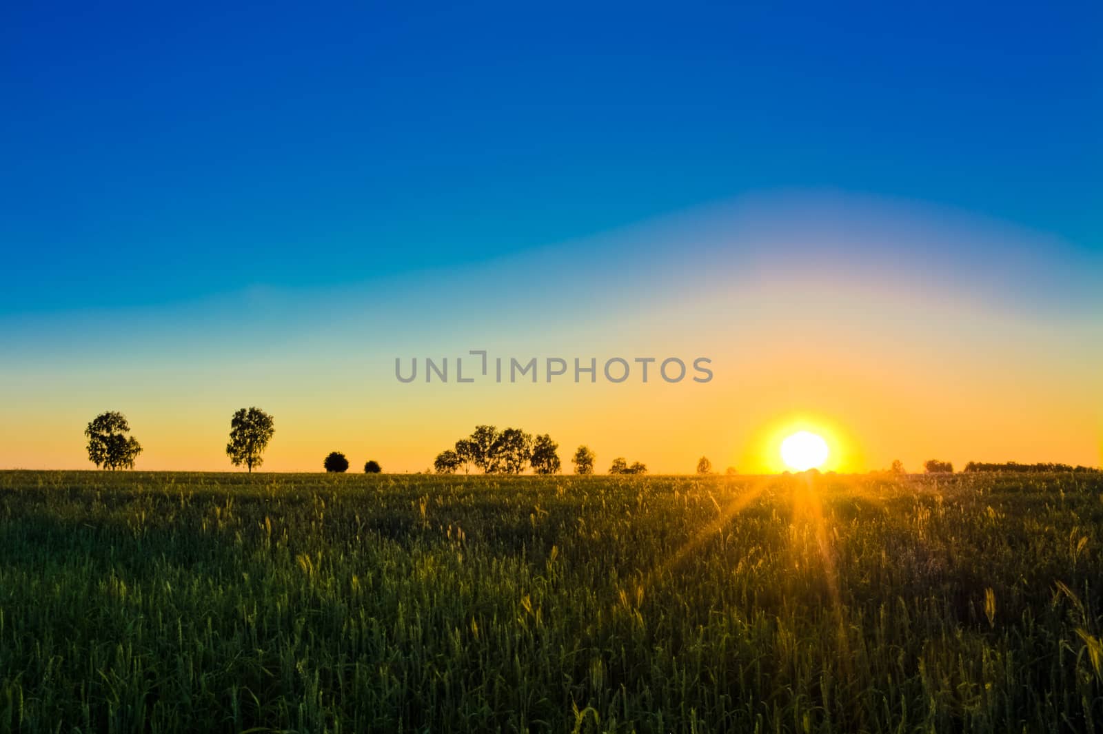 green field and beautiful sunset