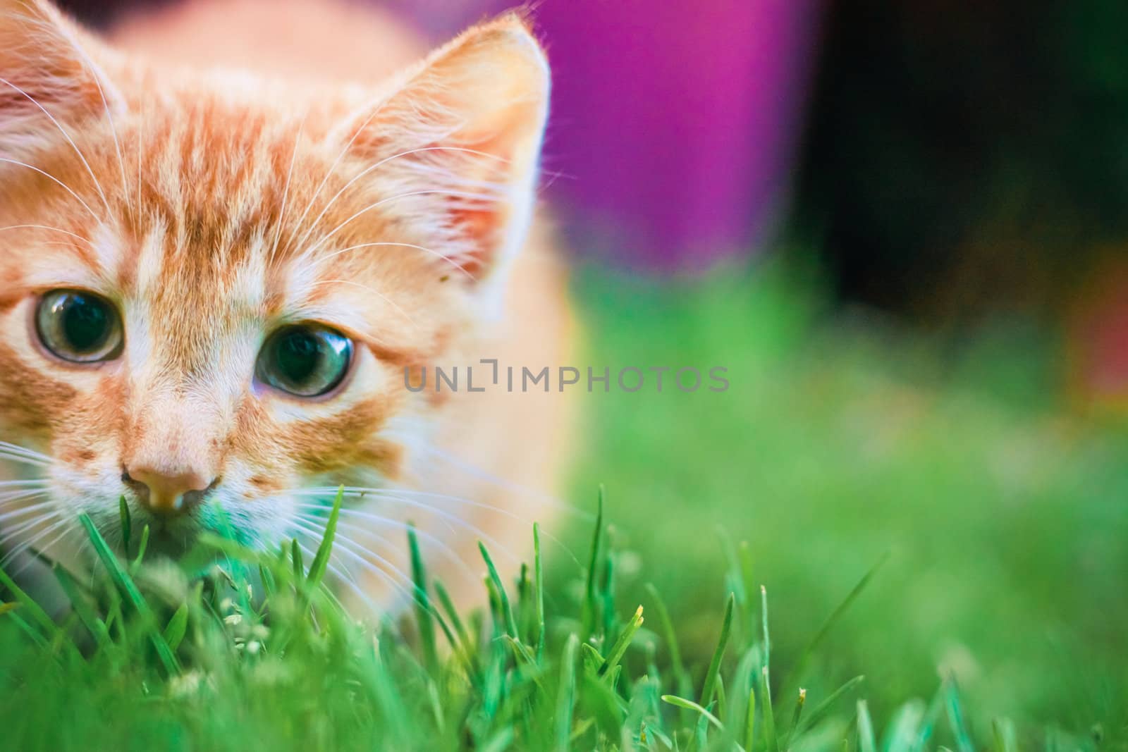 Young kitten is hunting on green grass by ryhor