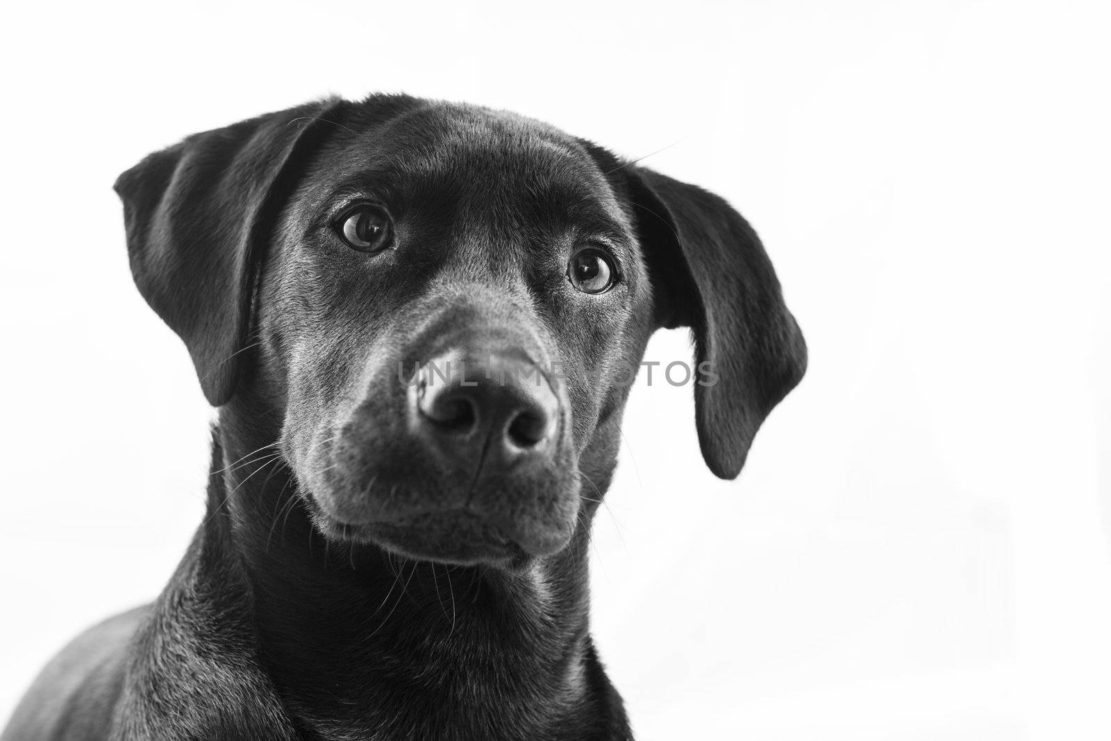 Black Labrador puppy over a white background