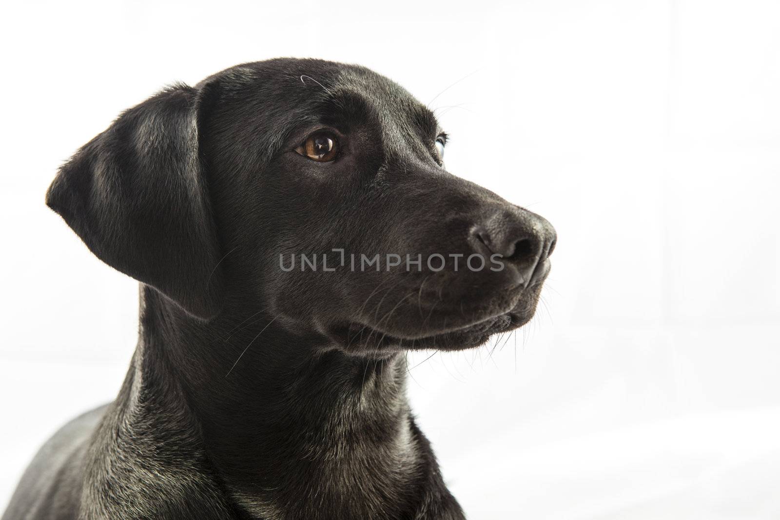 Black Labrador puppy over a white background