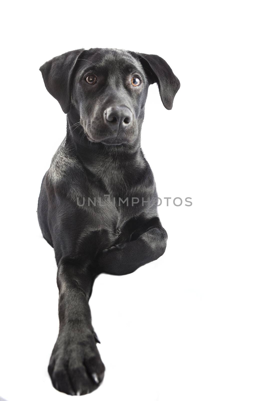 Black Labrador puppy over a white background