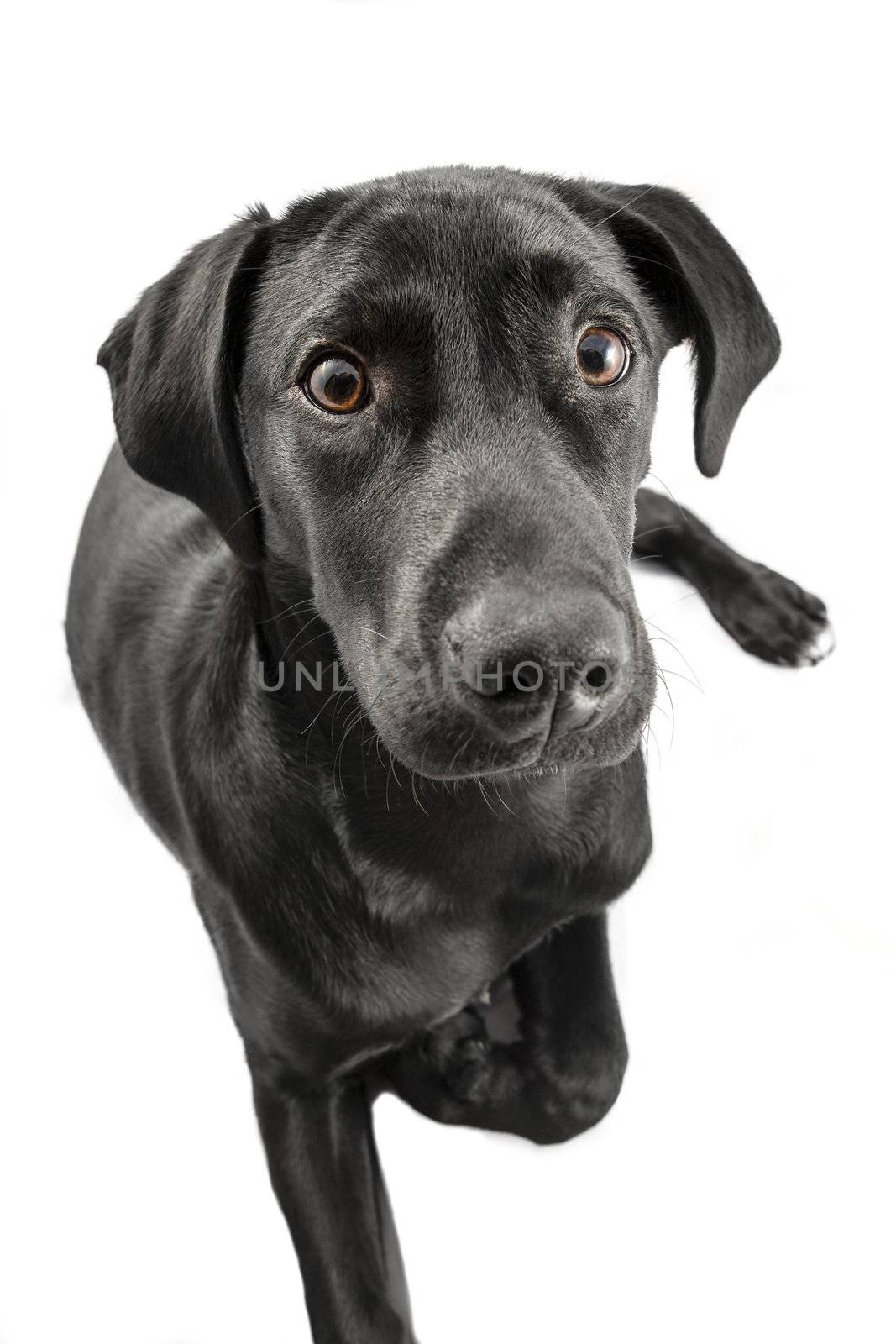 Black Labrador puppy over a white background